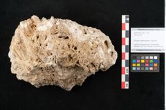 Foto (Objekt + Etikett) von Abies excelsa (NHMW-GEO-2024-0188-11358)